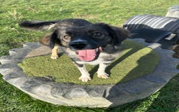 Mixed Breed dogs for adoption: MABEL - Image 5