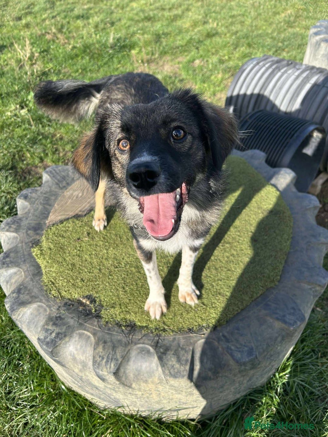 Mixed Breed dogs for adoption: MABEL - Image 5