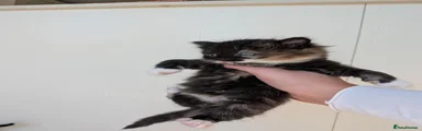 Long Hair Calico Girl 2