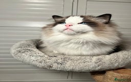 Ragdoll cats for sale: Two Show-Quality Cats Seeking Loving Homes - Image 7