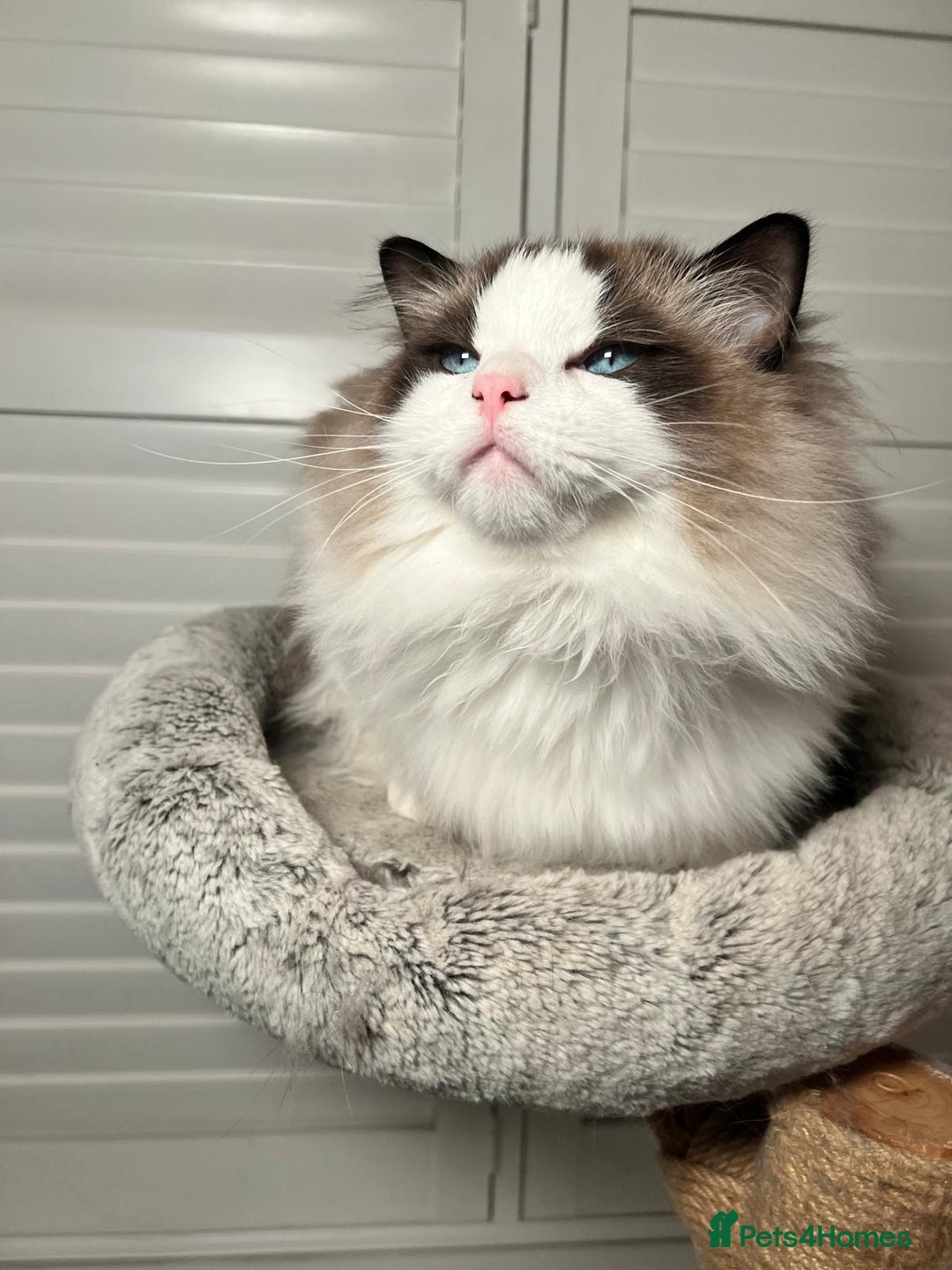 Ragdoll cats for sale: Two Show-Quality Cats Seeking Loving Homes - Image 7