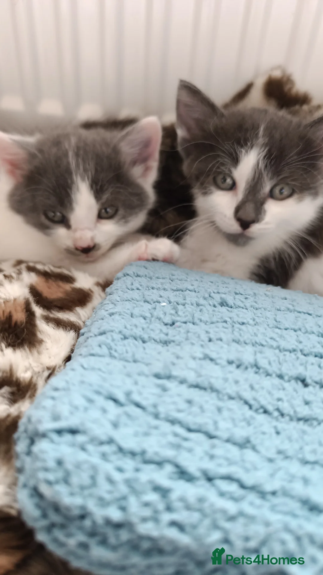 Mixed Breed cats for sale: Mixed breed with Angora - Advert 8