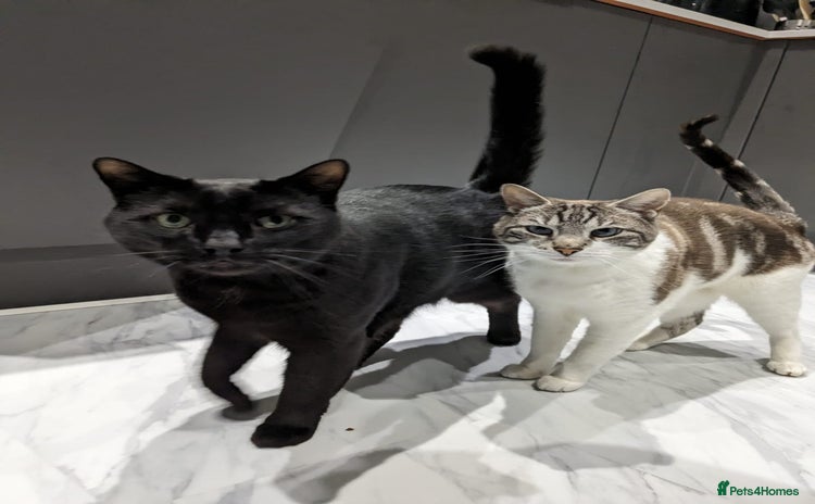 British Shorthair cats - Advert 15