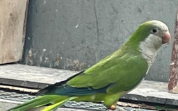 Parrots birds for sale: quaker - Advert 1