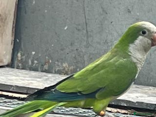 Parrots birds quaker - Advert 4