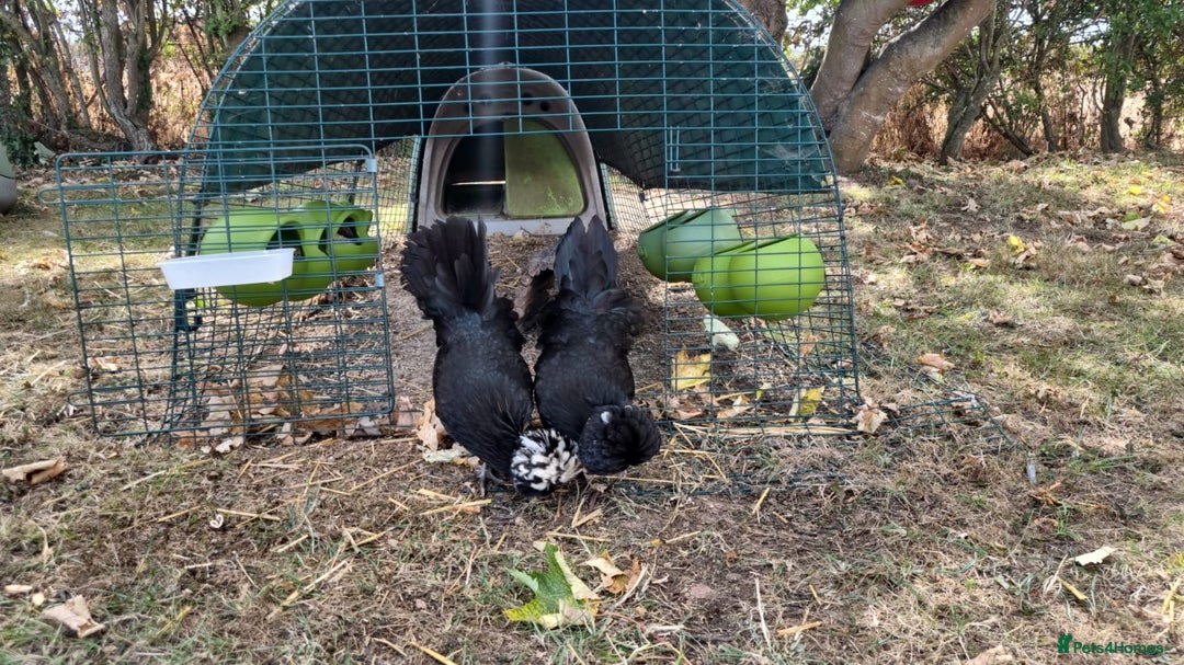 Chickens poultry for sale: Chickens & Omlet Eglu (2m run & accessories) - Image 5