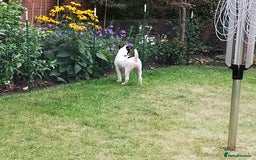 Mixed Breed dogs for sale: Parsons Russell Jack Russell Hybrid Puppy (Cooper) - Image 7