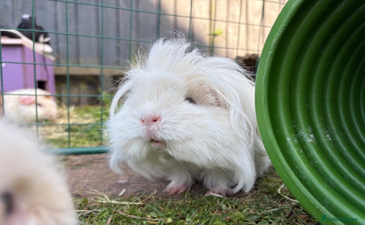 Guinea Pig rodents - Advert 2
