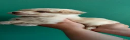 Poochon dogs for sale: ❤️ Poochon pups ❤️ - Advert 6