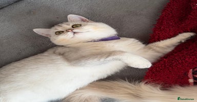 British Shorthair cats - Advert 15