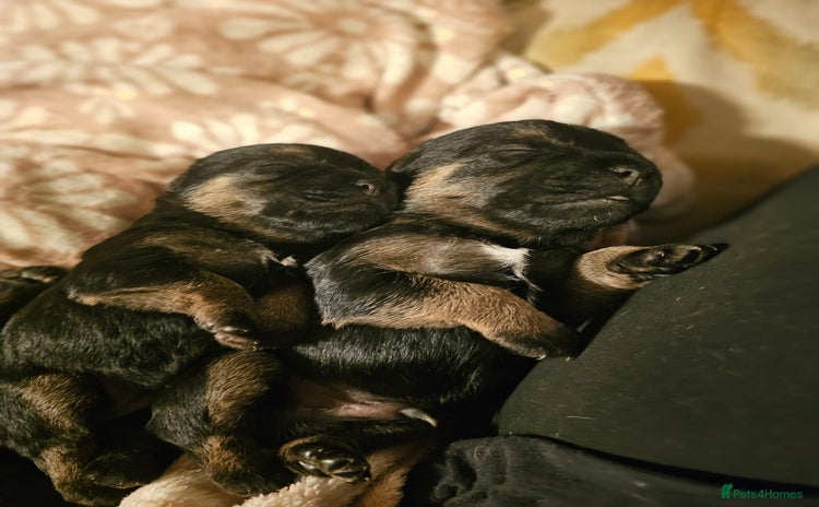 Border Terrier dogs Pedigree kc registered Border Terrier puppies  - Advert 2