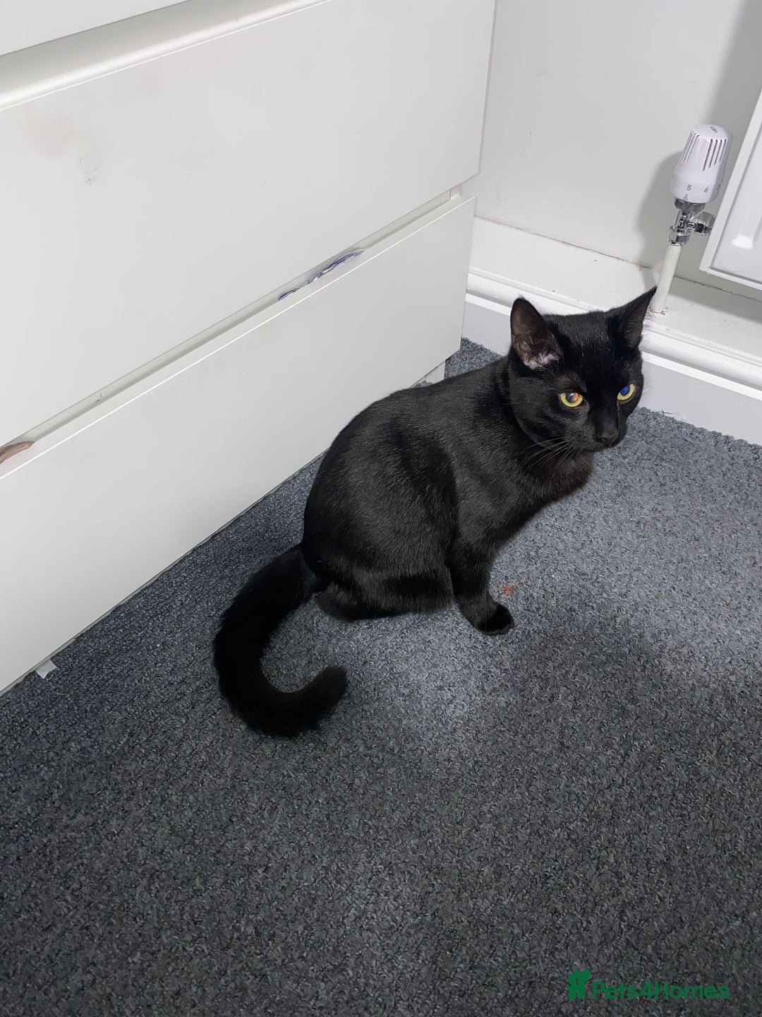 Mixed Breed cats for sale: 2 loving 6 months cats ready to find forever home  - Advert 5