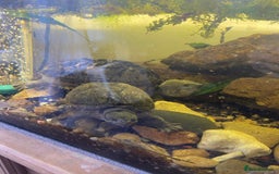 Turtle reptiles for sale: 2 male turtles and set up  - Image 1