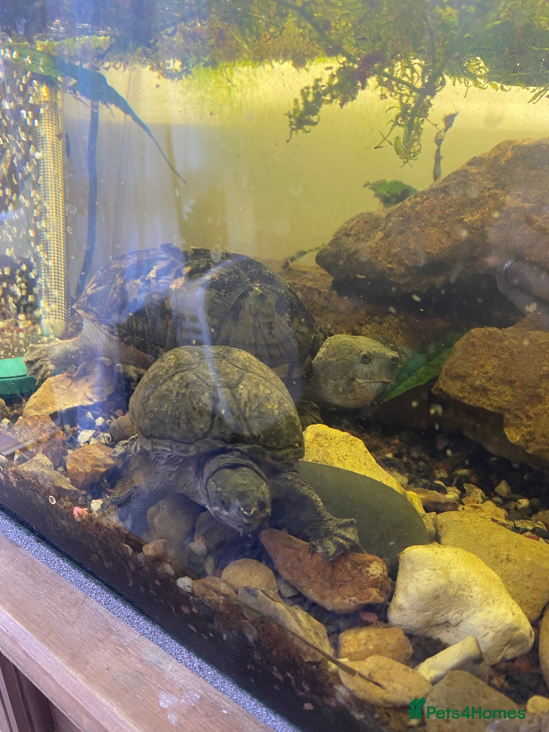 Turtle reptiles for sale: 2 male turtles and set up  - Image 1