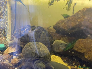 Turtle reptiles - Advert 35