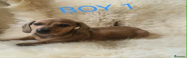 Boy 1