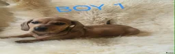 Miniature Dachshund dogs for sale: 🐕🐕3 miniature dashund puppy’s 🐕🐕 - Advert 3