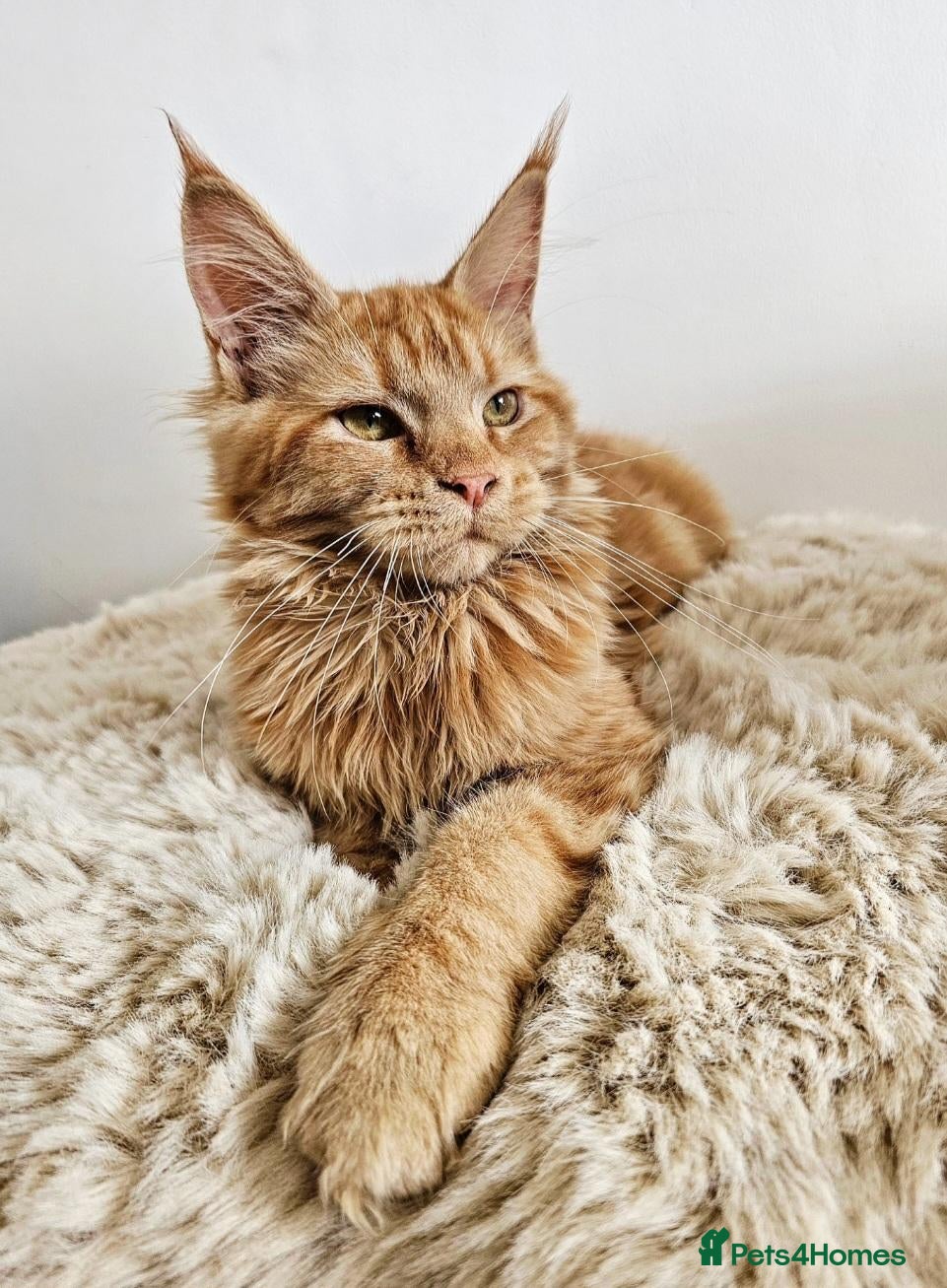 Maine Coon cats Beautiful Maine Coon kittens  - Advert 1