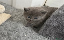 Russian Blue cats for sale: Russian Blue Kittens  - Advert 24