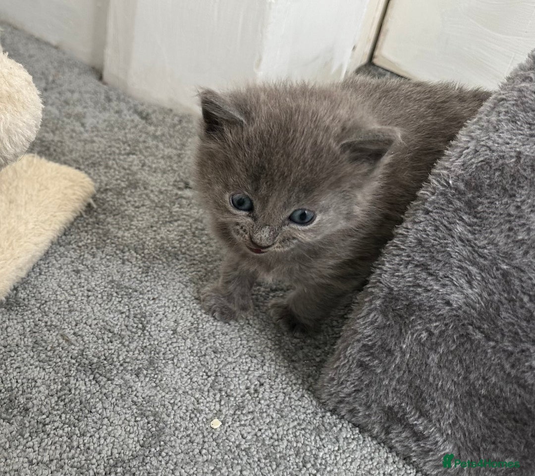 Russian Blue cats for sale: Russian Blue Kittens  - Advert 24