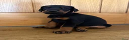 Dobermann dogs for sale: KC Registered big and strong Doberman puppies!! - Advert 12