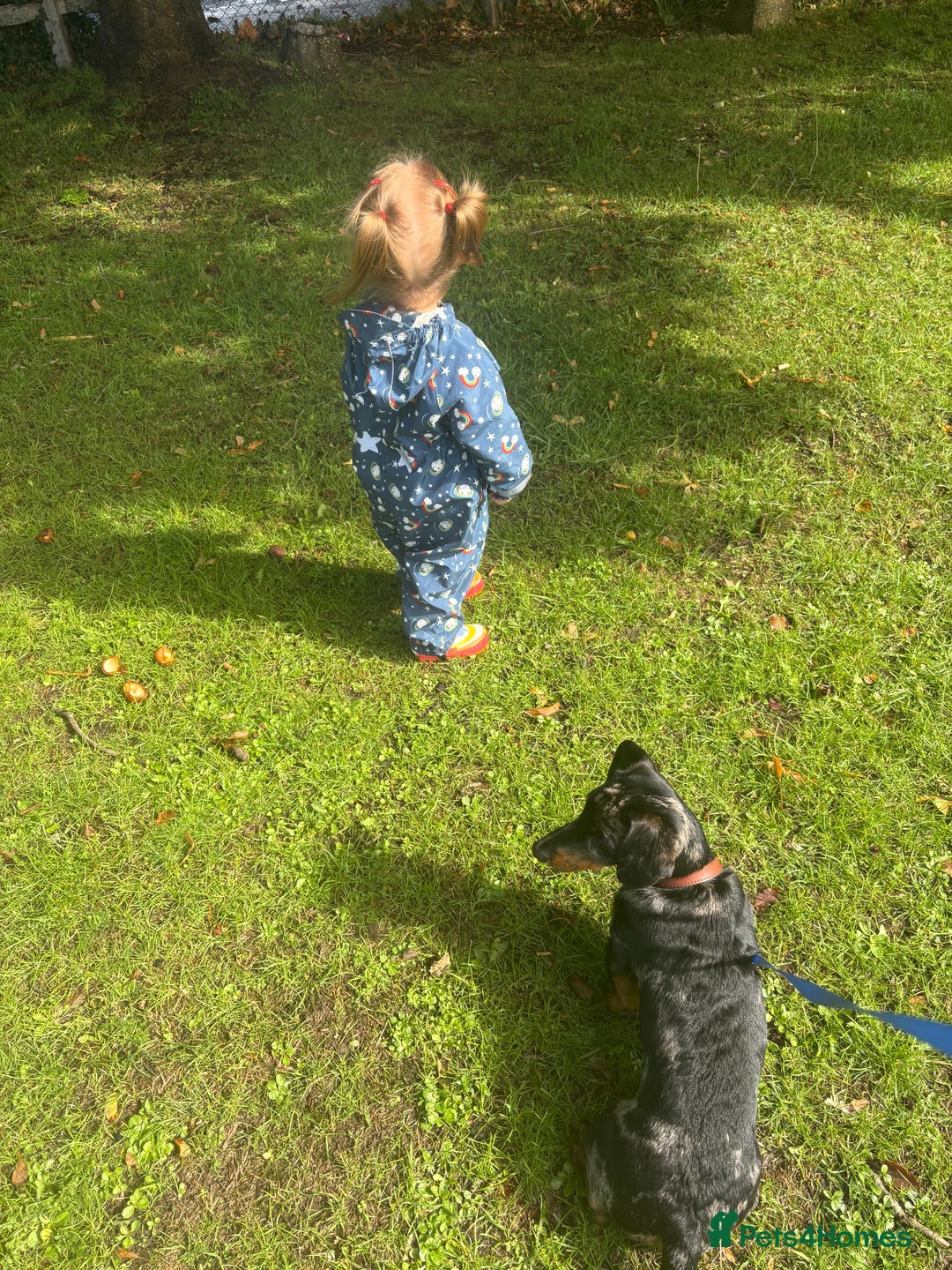 Mixed Breed dogs for sale: 1 year old Dashund x Jack Russel - Advert 4