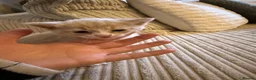 Mixed Breed cats for sale: Five mixed breed - Advert 14