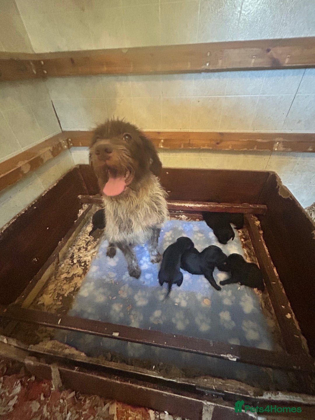 Mixed Breed dogs for sale: Gorgeous German Wirehaired Pointer X puppies  - Image 7