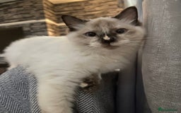 Ragdoll cats for sale: 2 Year old Ragdoll  - Image 1