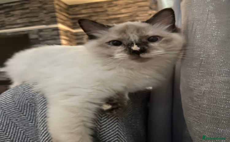 Ragdoll cats - Advert 13