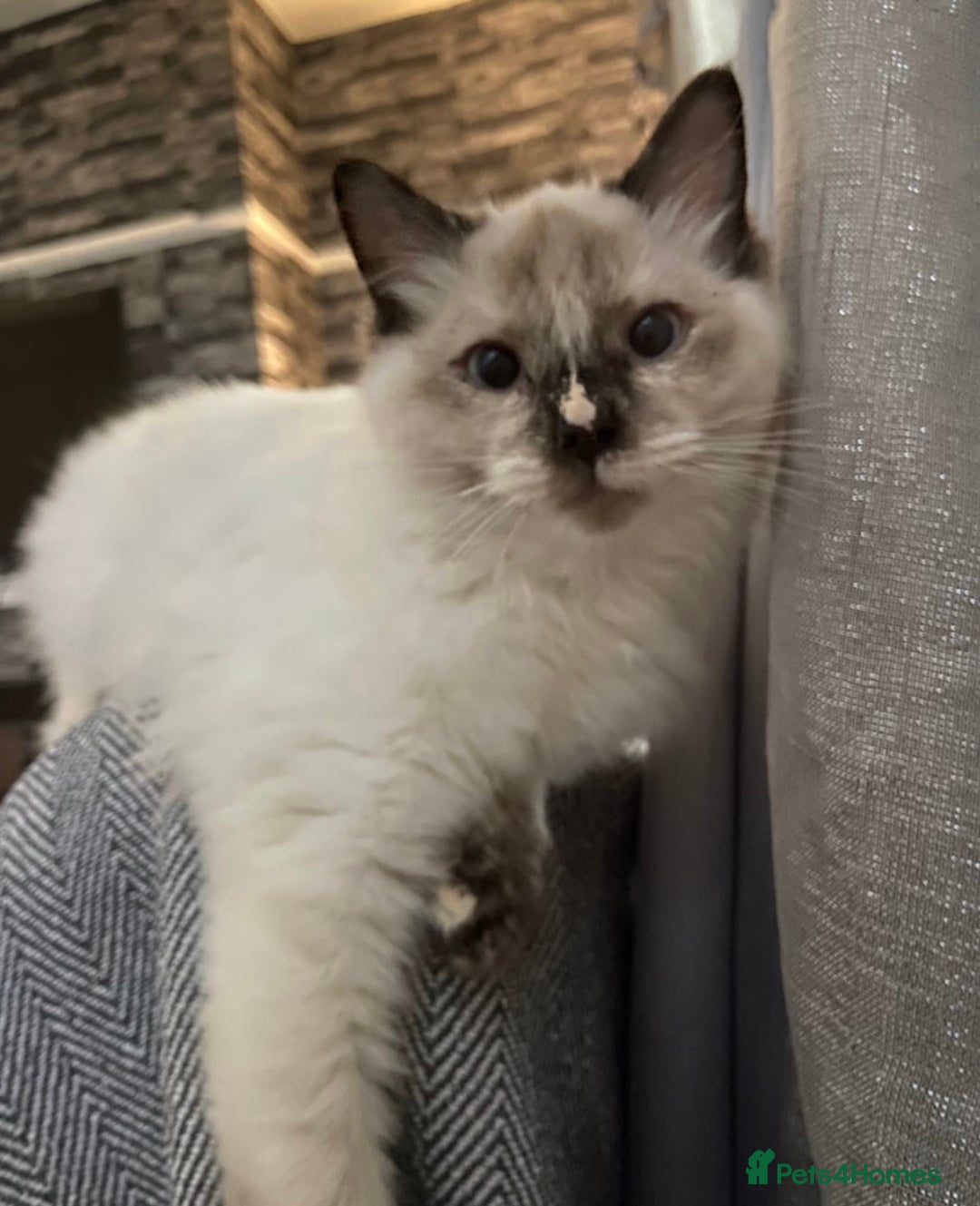 Ragdoll cats for sale: 2 Year old Ragdoll  - Image 1
