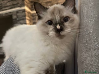 Ragdoll cats - Advert 7