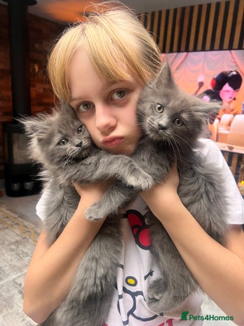 Ragdoll cats - Advert 2