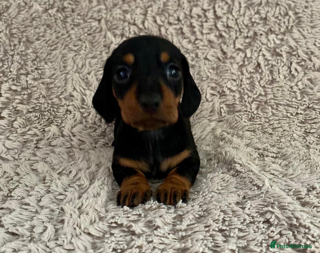 Dachshund dogs for sale: Sausage dachshund puppies  - Image 17