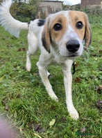 Mixed Breed dogs Georgie needs a loving home - Advert 11
