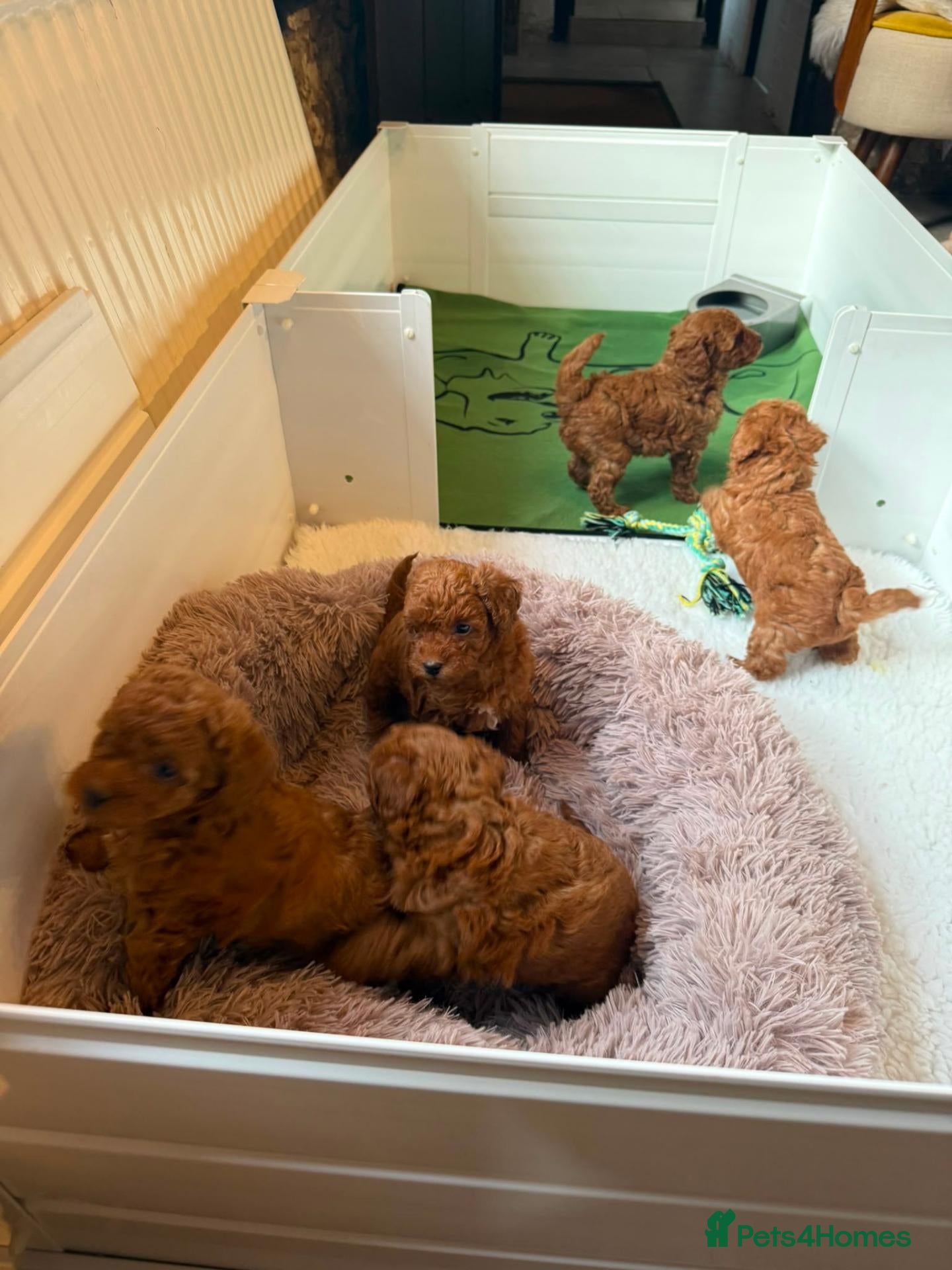 Yorkiepoo dogs F1B Yorkiepoo Puppies - Miniature Teddy Bears  - Advert 2