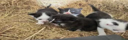 Domestic Shorthair cats for sale: Kittens - Newborn black and white - Advert 8