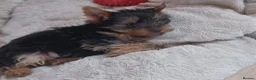Yorkshire Terrier dogs for sale:   5 generation pedigree sertificate girl  - Advert 3