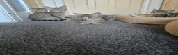 Domestic Shorthair cats for sale: 5 beautiful tabby kittens for Sale!!! - Advert 4