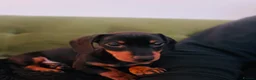 Dachshund dogs for sale: 6 Month Old Dachshund Puppy  - Advert 6