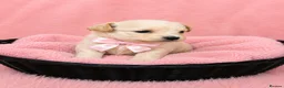 Maltipoo dogs for sale: Parents health tested Maltipoo puppies - Advert 2