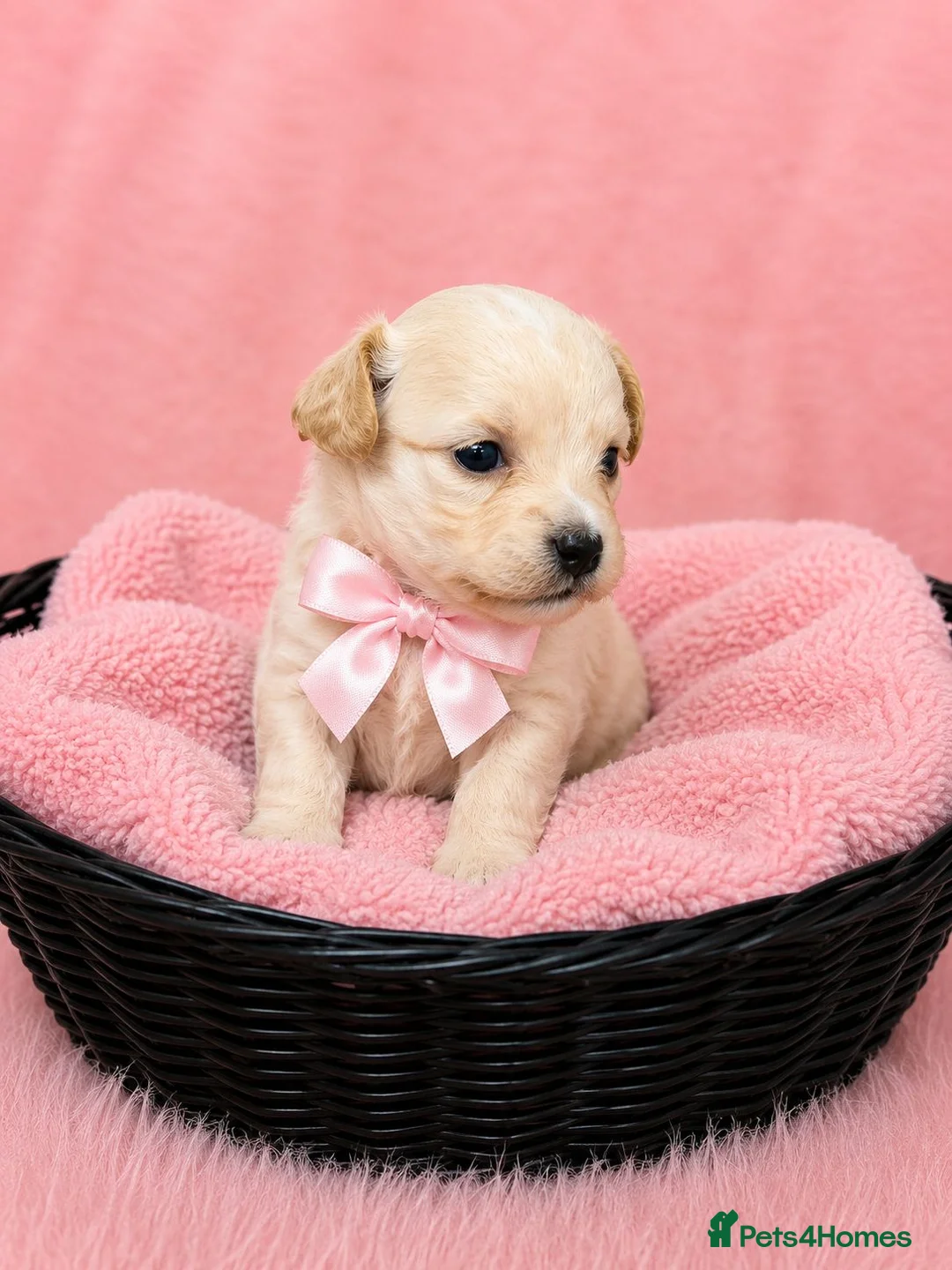 Maltipoo dogs for sale: Parents health tested Maltipoo puppies - Advert 2