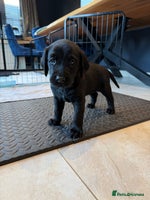 Mixed Breed dogs - Advert 1