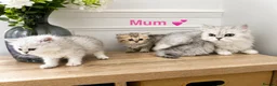 Persian cats for sale: 💕 Doll faced Persian kittens 💕 - Advert 8