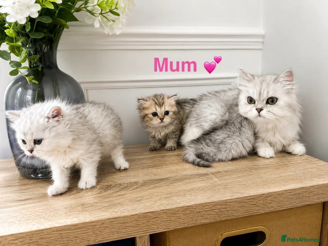 Persian cats for sale: 💕 Doll faced Persian kittens 💕 - Advert 8