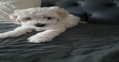 Maltese dogs - Advert 10