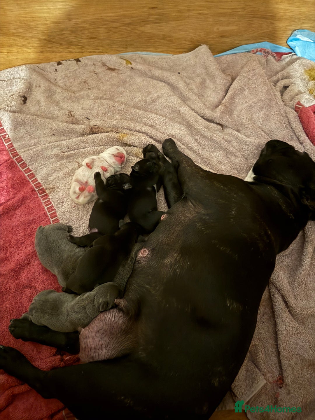 French Bulldog dogs for sale: 7 beautiful French bulldog puppies for sale - Image 1