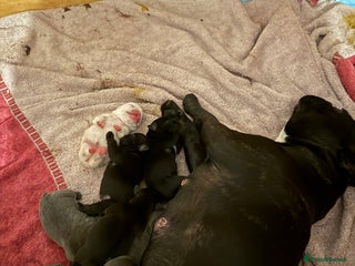 French Bulldog dogs for sale - Advert 1