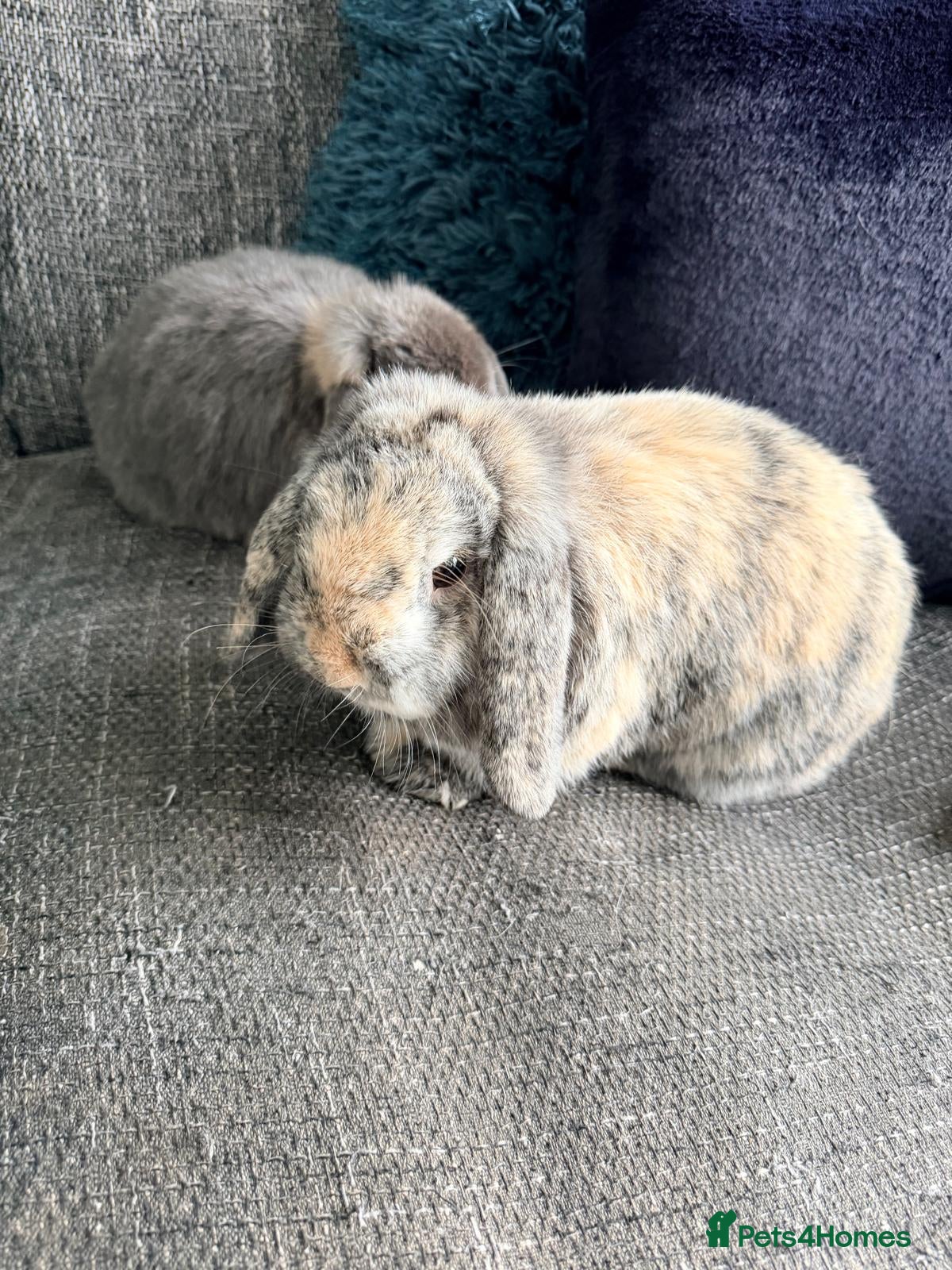 Mini Lop rabbits Two male Mini Lop Rabbits - Advert 1