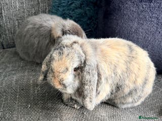Mini Lop rabbits Two male Mini Lop Rabbits - Advert 1